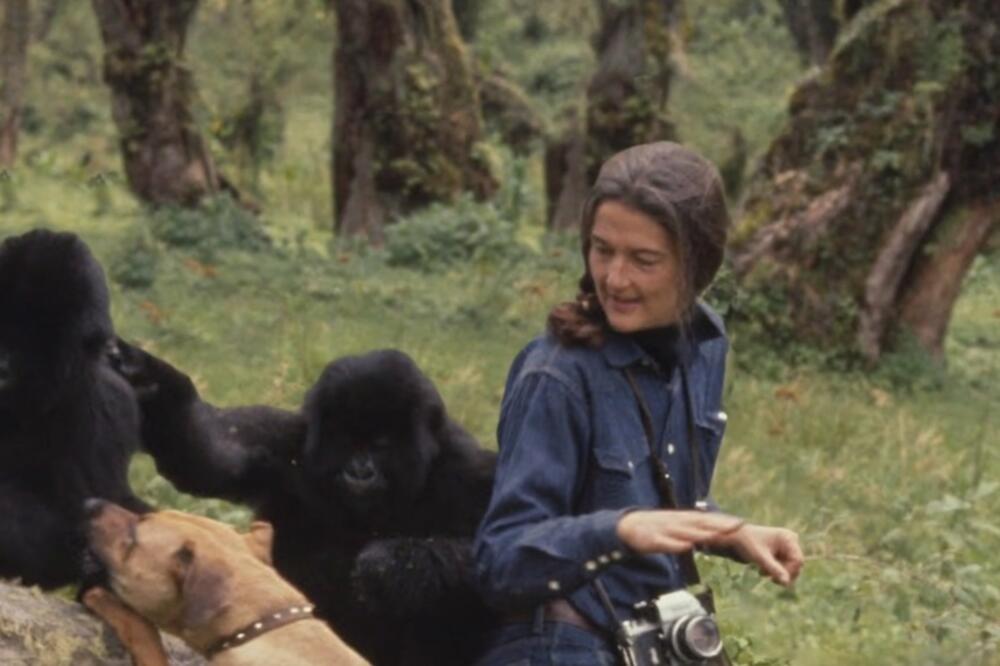 Dajan Fosi, Foto: Screenshot/Youtube