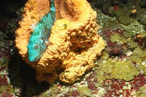 Spektakularne fotografije otkrivaju jedinstvena morska stvorenja i...