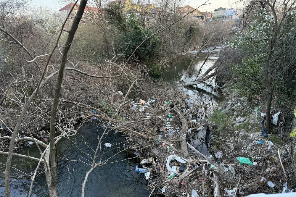 Oboreno stablo i nagomilani otpad u Ribnici, Foto: Nikola Saveljić