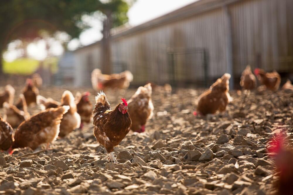 Ilustracija, Foto: Shutterstock