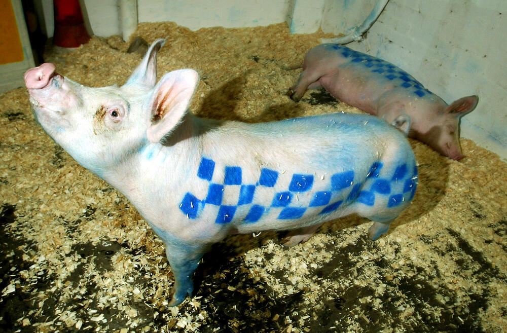 <p>Murali u Ukrajini, sudski spisi iz Njujorka, tragovi iz Bristola otkrivaju priču o Robinu Ganingemu, umjetniku koji je izgradio globalni mit o anonimnosti</p>