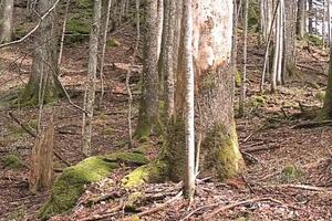 VIDEO Susret divlje mačke i srne u NP Biogradska gora