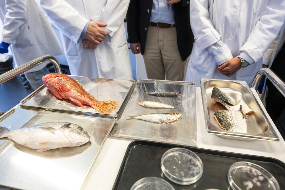 <p>Naučnici iz Grupe za tkivni inženjering univerziteta i biomedicinskog istraživačkog instituta Granada saopštili su da su napravili implantate za rožnjaču od ribljih krljušti koji su pokazali visoku biokompatibilnost, providnost i otpornost</p>