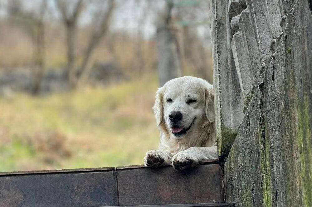 "Bio miljenik cijelog kraja": Fotografija koju su dostavili iz nevladine organizacije, Foto: NVO Kuća životinja