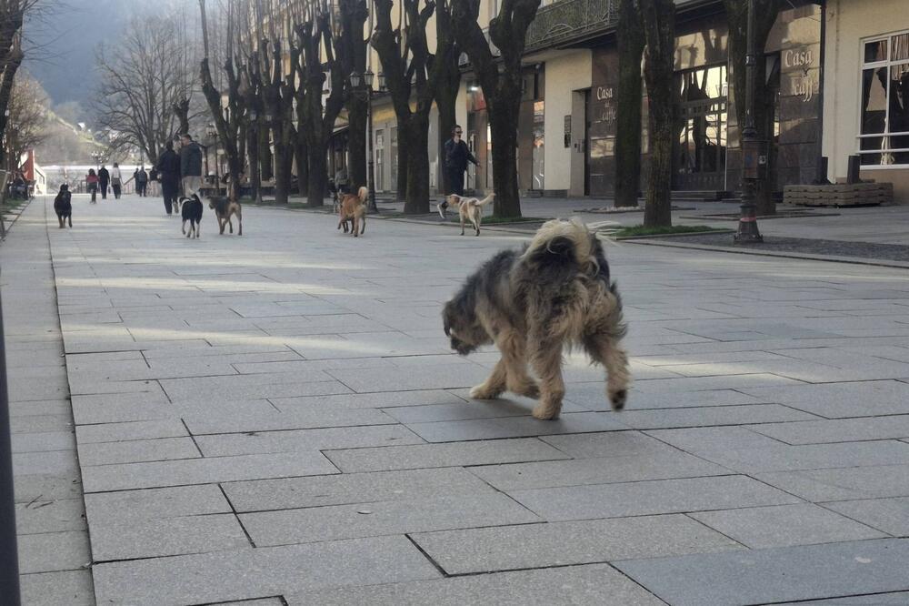 napušteni psi Bijelo Polje