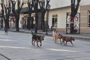 Rizičan svaki izlazak iz kuće: Napušteni psi na bjelopoljskim...