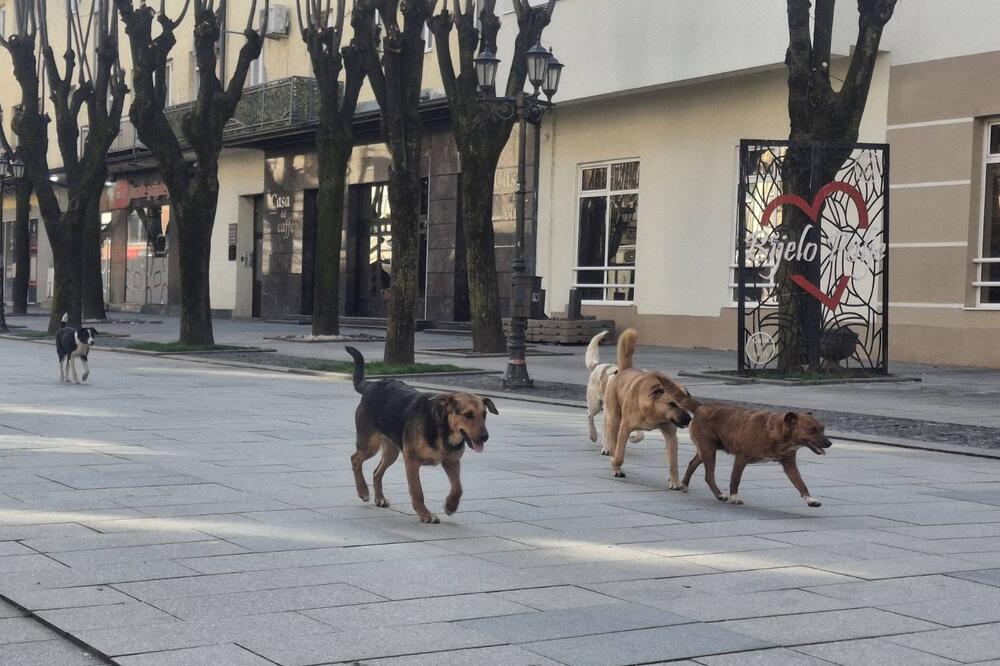 Čopor pasa u centru grada, Foto: Privatna arhiva