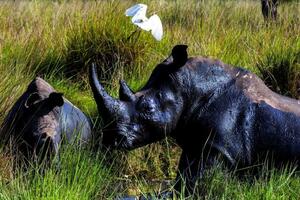 Poslije 40 godina bijeli nosorozi koje su krivolovci...