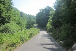 Zagrad Montenegro: Šumski komleks Seloštak bez zaštite uprkos...