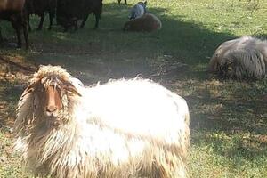 "Zetska žuja" kod tužioca: NVO Buša podnijela krivičnu prijavu...