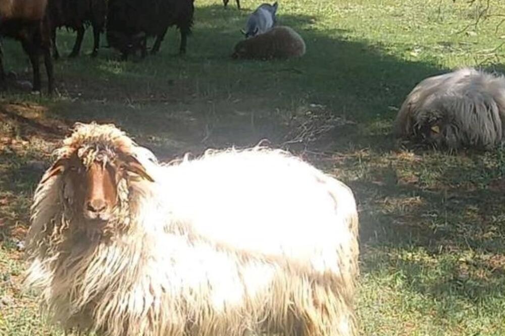 Ugrožena rasa: Zetska žuja, Foto: privatna arhiva