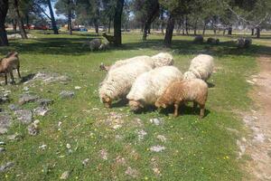 Ministarstvo poljoprivrede: Nastojimo da sačuvamo autohtone rase