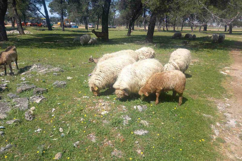 Ugrožena rasa: zetska žuja, Foto: Privatna arhiva