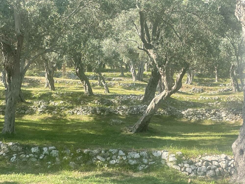 Obnoviti formiranje naselja 