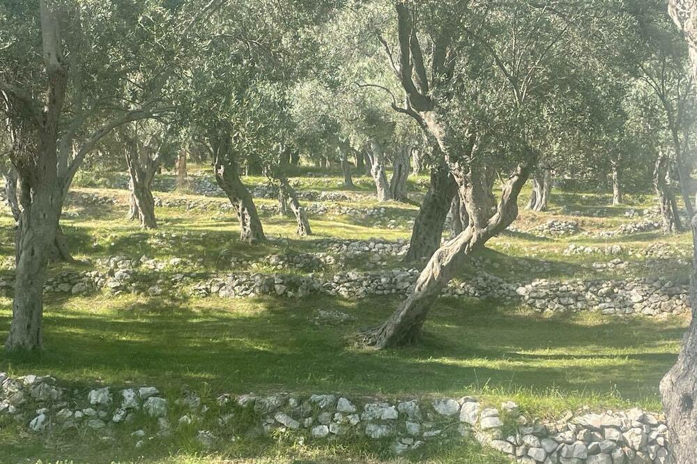 Detalj iz Valdanosa, Foto: Djurdja Radulovic