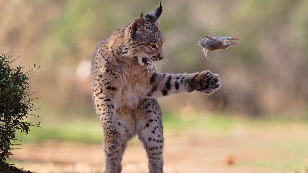 Razigrani ris, usnuli polarni medvedi, vrhunska kamuflaža:...