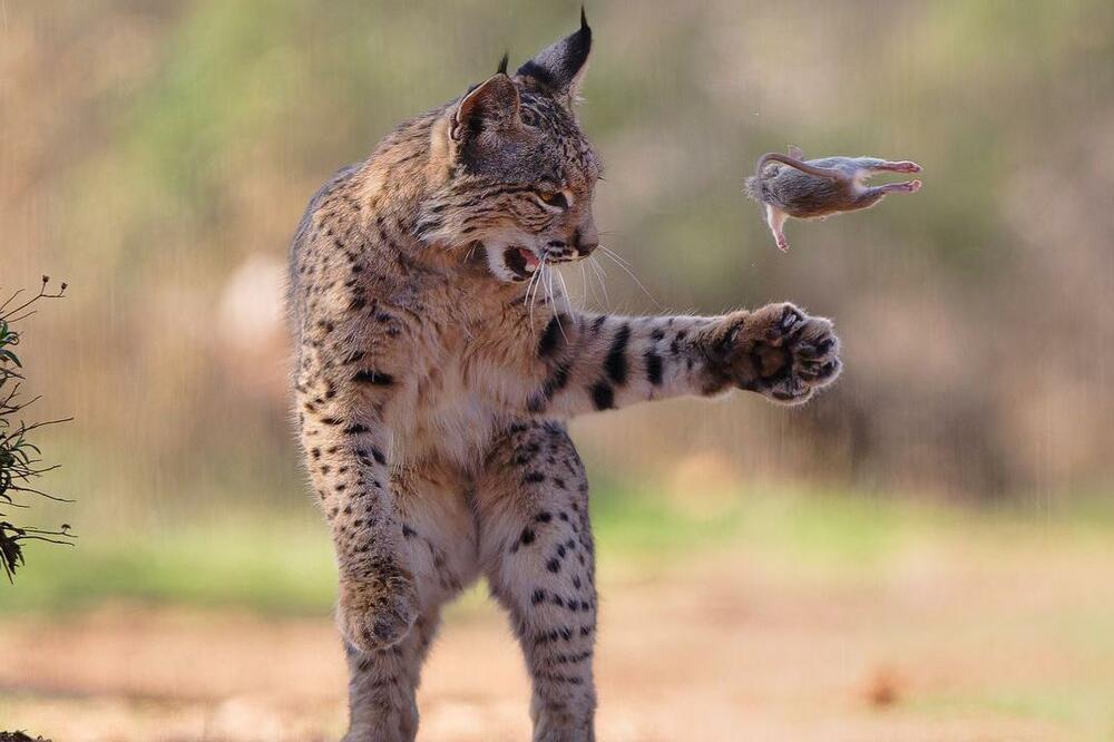 Foto: Josef Stefan / Wildlife Photographer of the Year