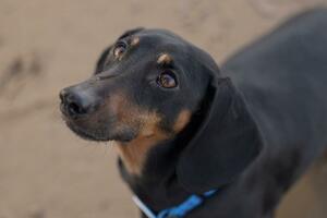 Naučnici: Pas je postao čovekov najbolji prijatelj mnogo ranije...