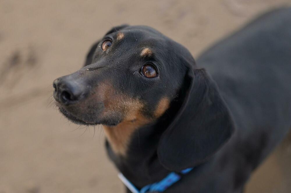 Genetski dokazi pokazuju da su najraniji poznati psi živjeli u bliskoj vezi sa njihovim ljudskim gospodarima, Foto: Kevin Church