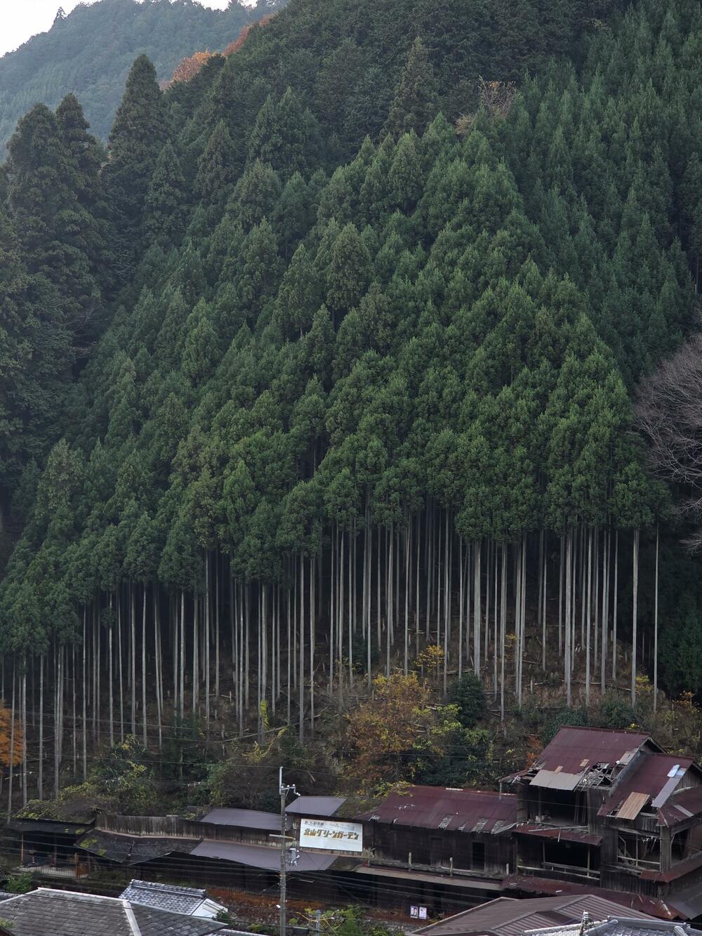 Jelena Vojinović Japan