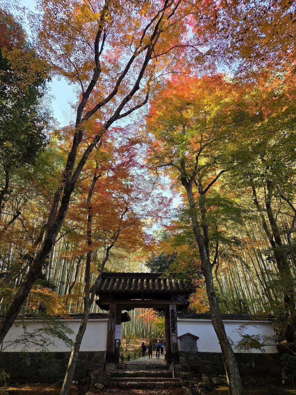 Jelena Vojinović Japan