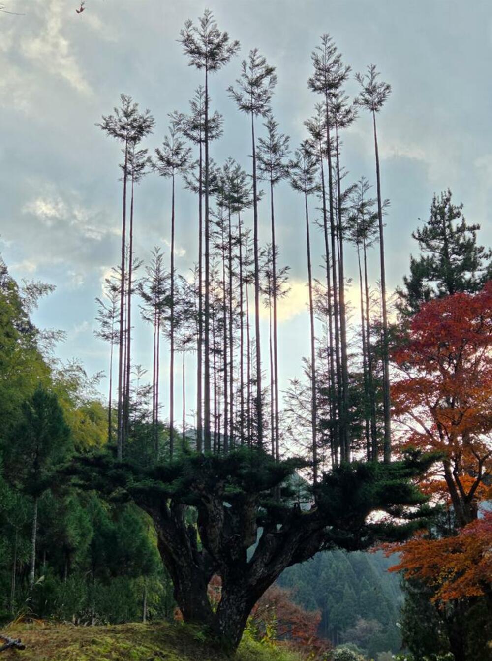 Jelena Vojinović Japan