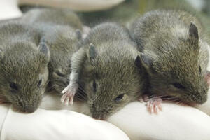 Studija na miševima pokazala da ponovljeno kloniranje izaziva...