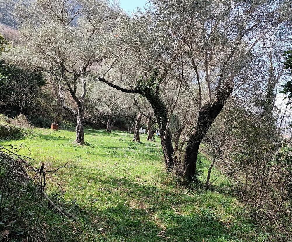 Maslinarsko društvo "Boka" učestvovalo na Međunarodnom susretu...