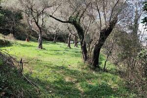 Maslinarsko društvo "Boka" učestvovalo na Međunarodnom susretu...