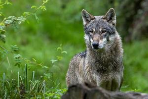 Vuk ugrizao ženu za lice usred Hamburga