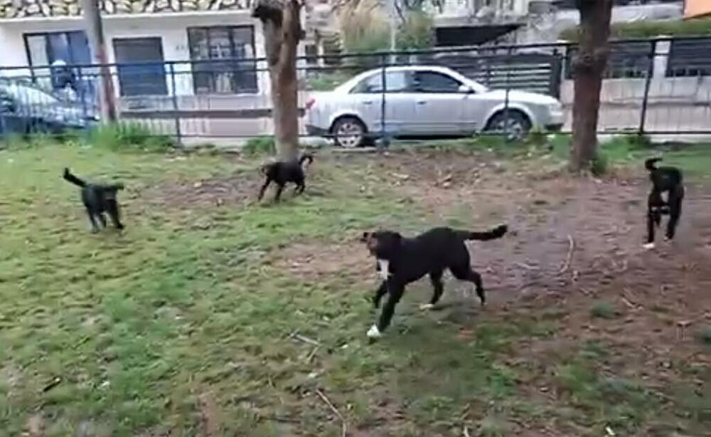 Bijelo Polje: Roditelj u dvorištu OŠ "Marko Miljanov" spriječio...