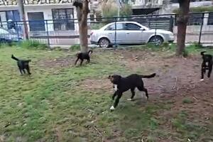 Bijelo Polje: Roditelj u dvorištu OŠ "Marko Miljanov" spriječio...