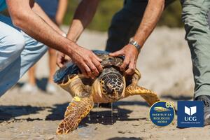 Brzi gliseri u Boki najveća prijetnja kornjačama