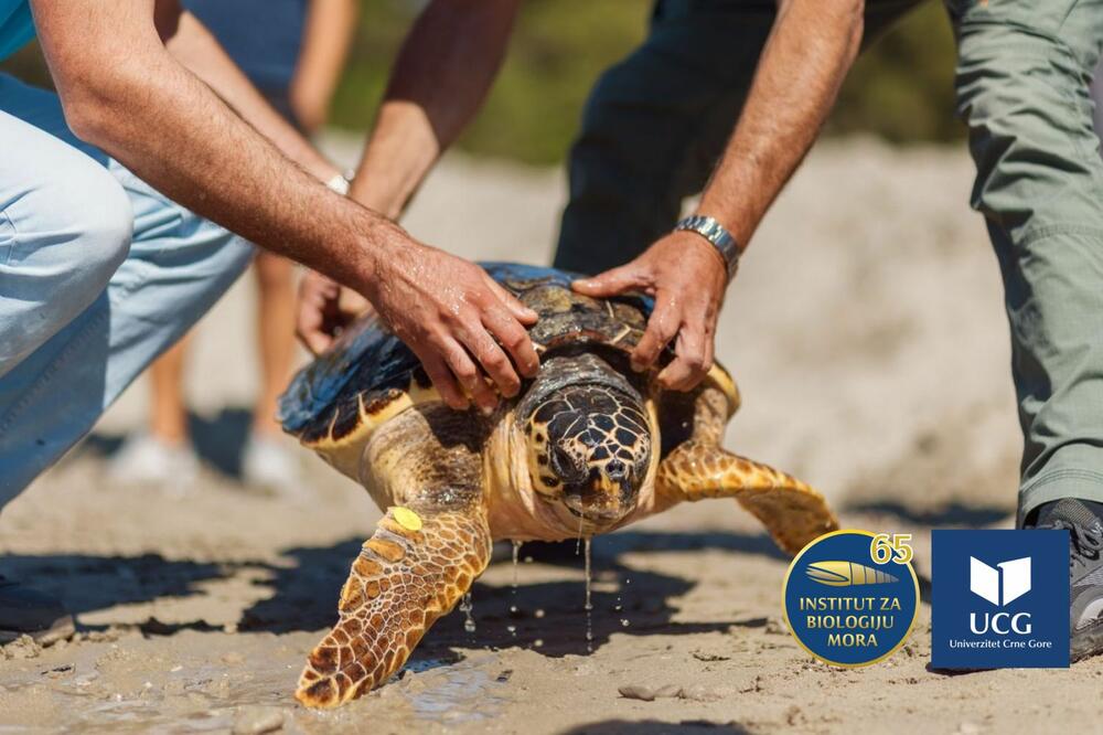Foto: Institut za biologiju mora Kotor
