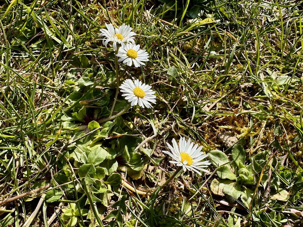 Pred bunkerom cvjetaju bijele rade