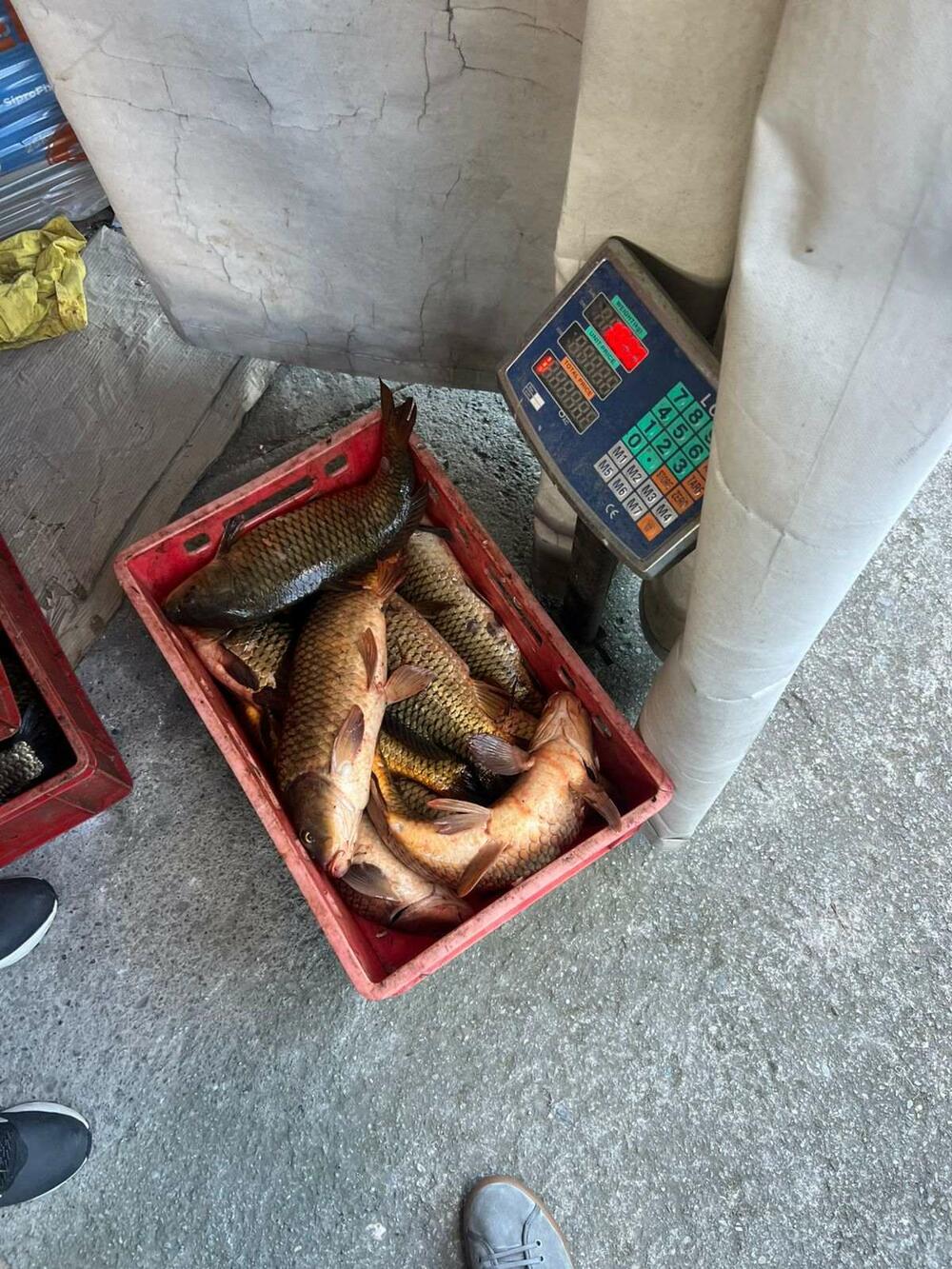 U Golubovcima oduzeta riba zbog nelegalne prodaje, jedna osoba...