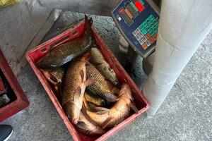 U Golubovcima oduzeta riba zbog nelegalne prodaje, jedna osoba...