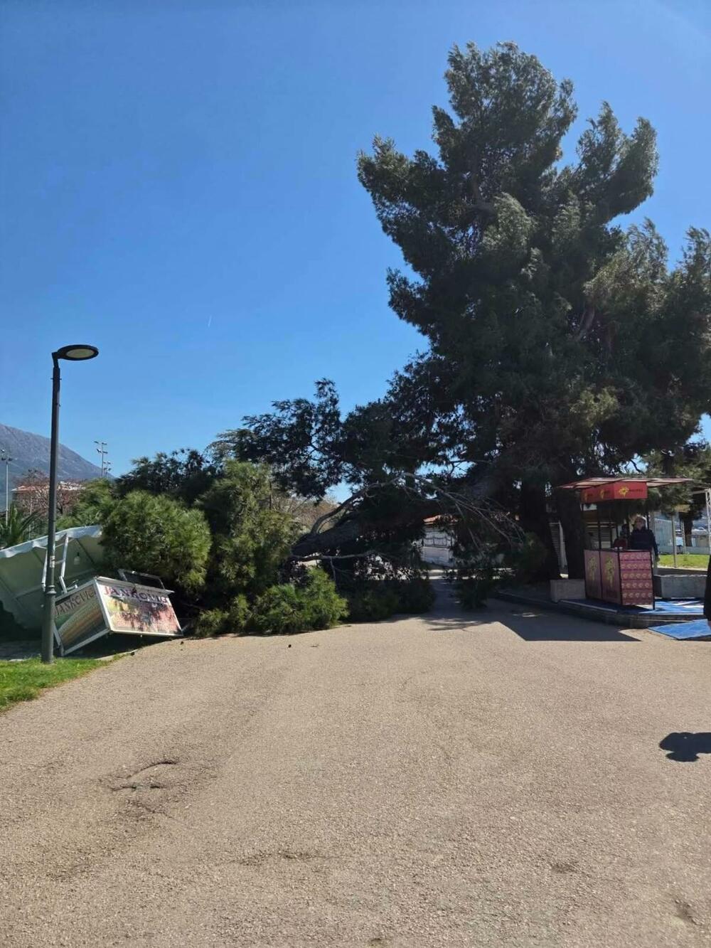 Bar: Stablo se srušilo na šetalištu, Komunalno upozoravalo Morsko...