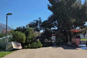 Bar: Stablo se srušilo na šetalištu, Komunalno upozoravalo Morsko...