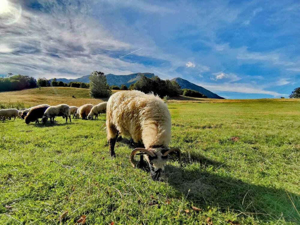 Na Žabljaku se desi da sa pašnjaka izađu na javne površine (ilustracija)