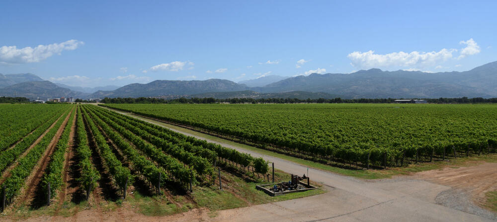 Plantaže prodaju zemljište za 12 miliona eura