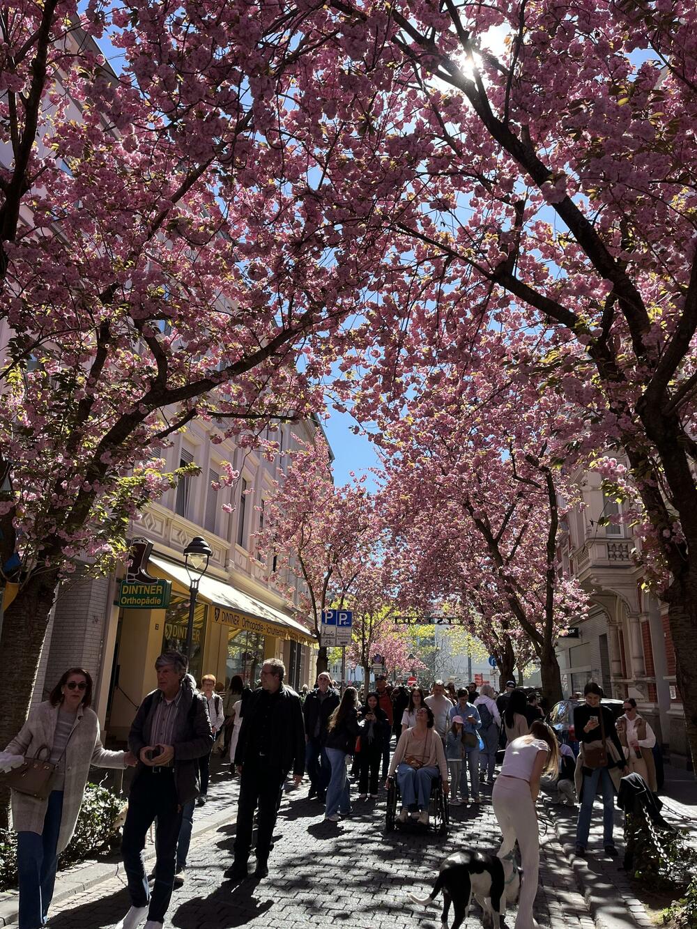 Prepoznatljiva bonska 'Kirschblüte' – aleja japanskih trešanja, jedan od najprepoznatljivijih simbola proljeća u gradu