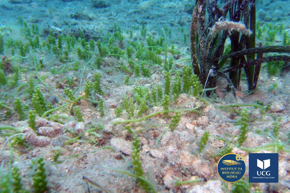 Sve brojnije nove vrste koje nastanjuju naše more: Iz IBMK...