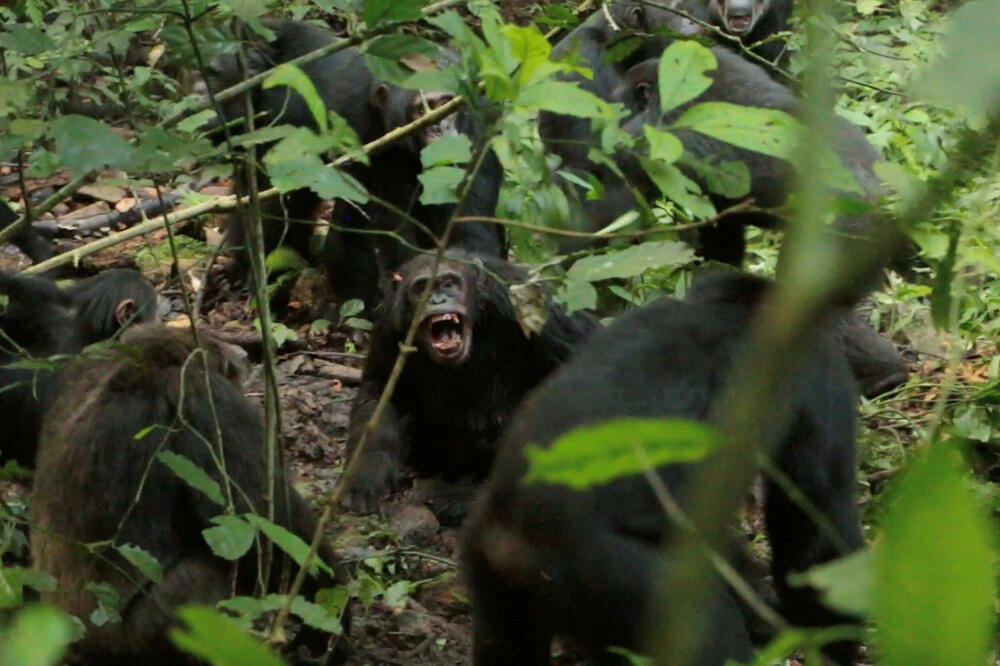 Odrasli mužjaci šimpanzi iz jedne grupe napadaju mužjaka šimpanze iz druge grupe u Nacionalnom parku Kibale u Ugandi, Foto: Reuters
