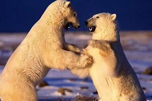 Svijet divljih životinja kroz objektiv preminulog snimatelja...