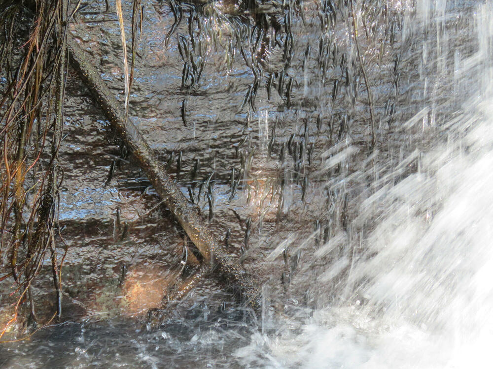 Hiljade sitnih riba prkosi gravitaciji penjući se uz vodopad u...