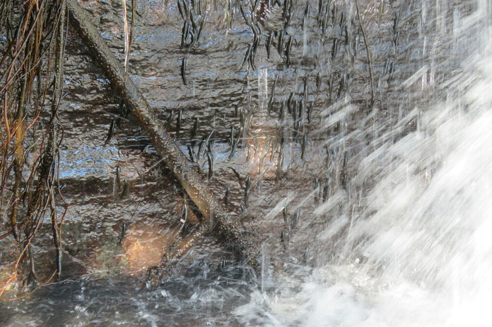 Hiljade sićušnih riba prkose gravitaciji penjući se uz vodopad u Kongu, Foto: Reuters