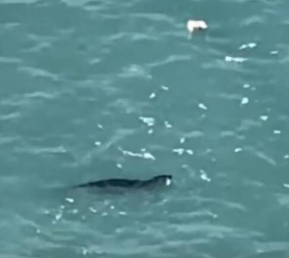 Sredozemna medvjedica uočena u budvanskom akvatorijumu