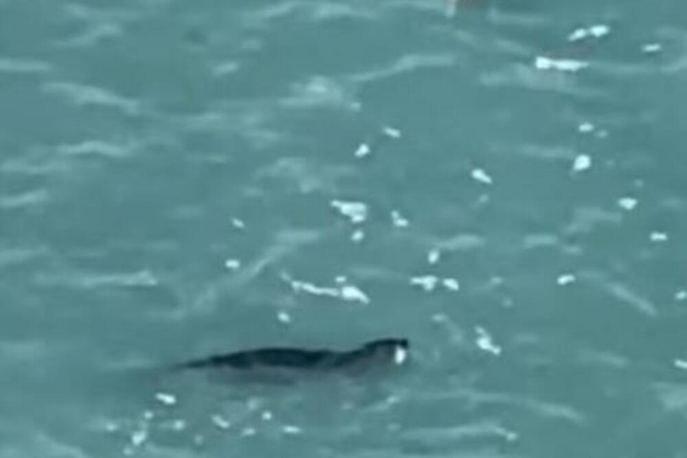 Foto: Screenshot/Institut za biologiju mora