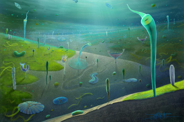 Chinese fossils reveal a primordial surge in animal evolution